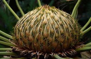 今日头条铁树开花