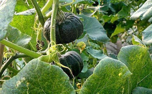 瓜种子可以吃的品种,可食用瓜种子的品种大盘点