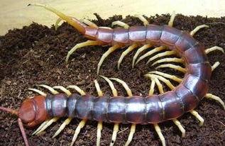 蜈蚣吃瓜,瓜田里的神秘食客