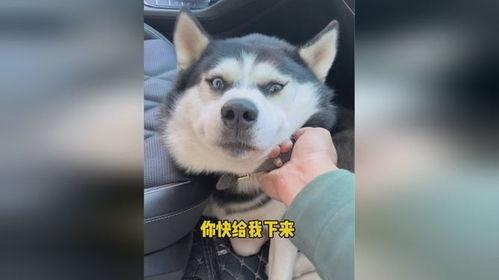 狗可以吃土瓜吗,狗狗的美食还是禁忌？